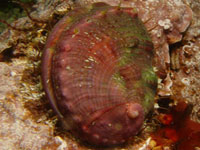 Lawsuit Launched to Protect Pinto Abalone