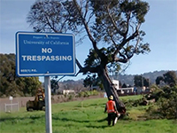 UC's Capital Projects Races to Remove Trees to Make Way for Development