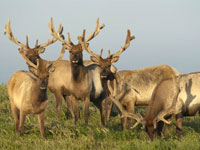 250 Native Elk Die Inside Fenced-in Area at Point Reyes National Seashore