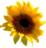 120_sunflower4_posterized.jpg