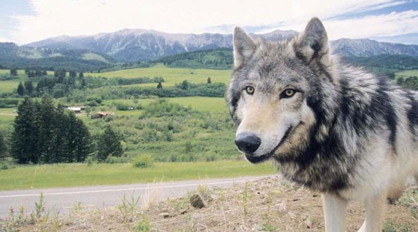 gray-wolf-montana.jpg 