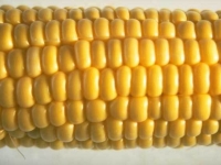 200_corn.jpg