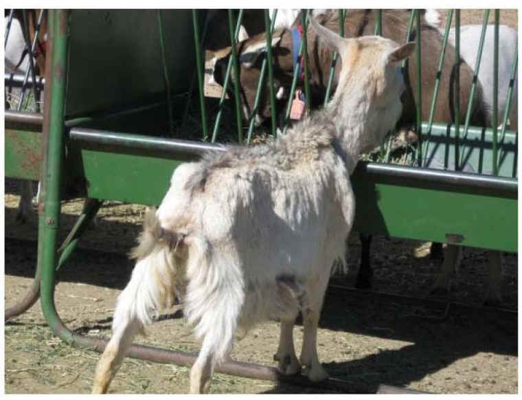 santa-cruz-biotechnology-goat-1.jpg 