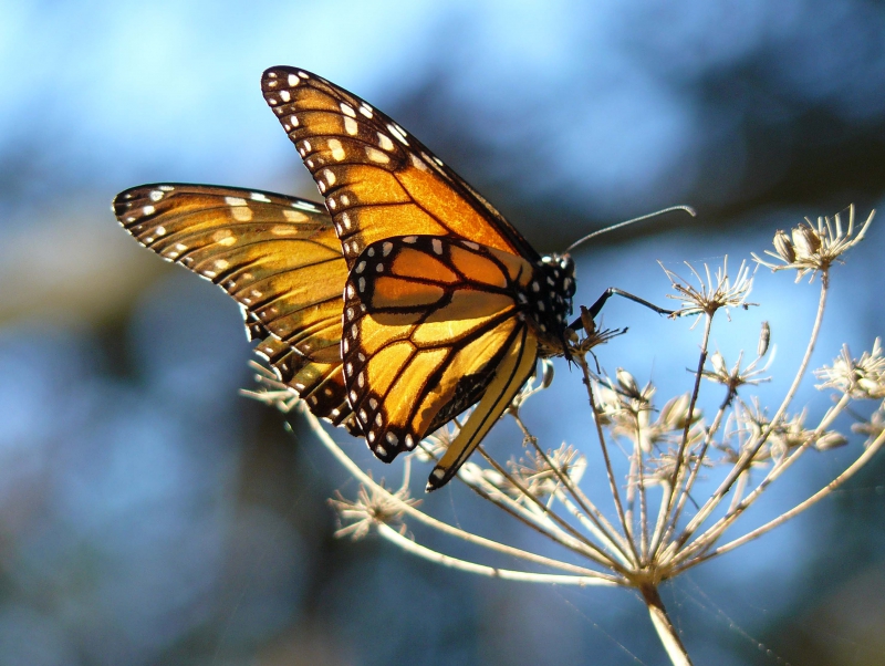 800_monarch_butterfly_docentjoyce_wikimedia_commons_cc_by_fpwc.jpg 