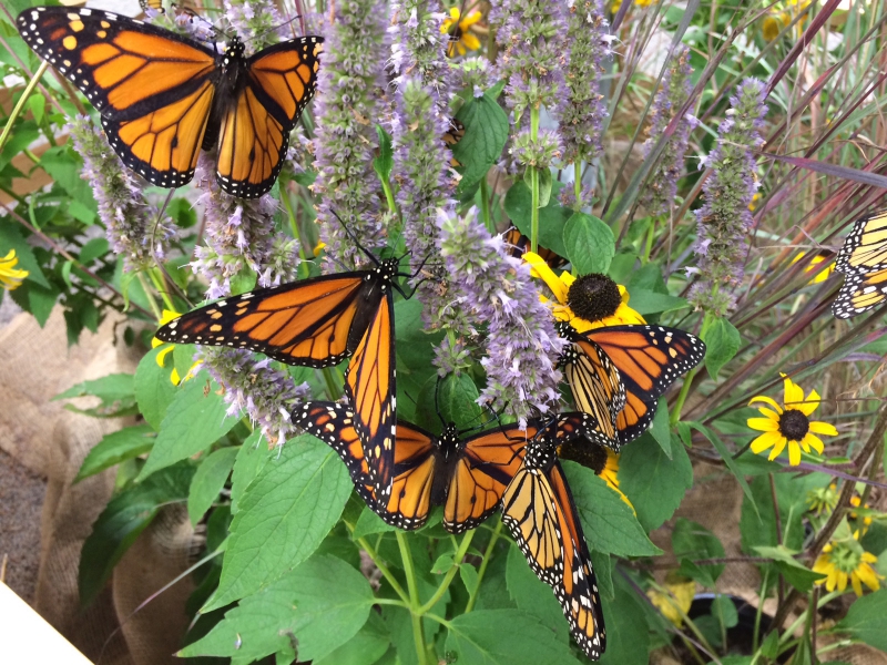 800_monarch_butterfly_collette_adkins_giese_cbd_fpwc.jpg 