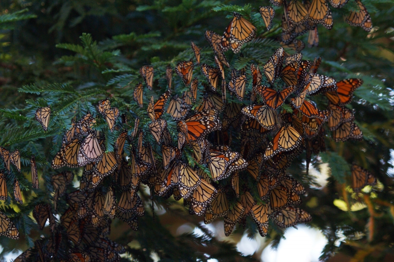800_monarch_butterflies.jpg 