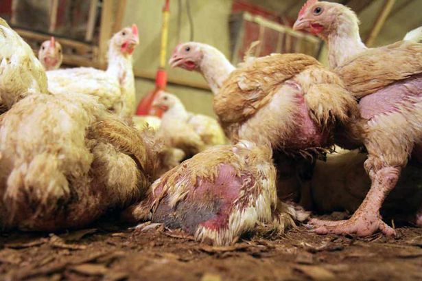sick_and_deformed_chickens_suffering_inside_a_chicken_factory_farm.jpg 