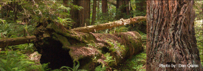redwood-forest.jpg 