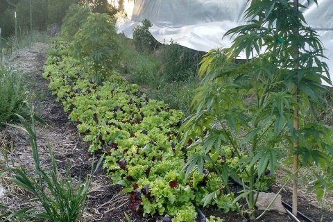 480_cannabis-lettuce.jpg