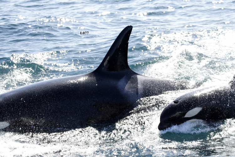 sm_lucky_orca_baby_calf_l-pod_monterey_bay_l124_l077_southern-resident-killer-whales_2.jpg 