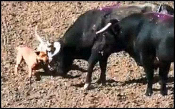 dogs_baiting_bulls_salinas_rodeo_2019_from_shark_video.jpg 