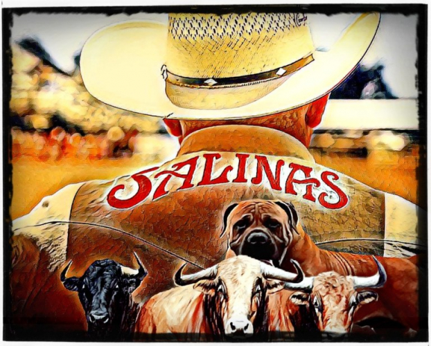 sm_salinas_rodeo_dogs_baiting_bulls_2019.jpg 