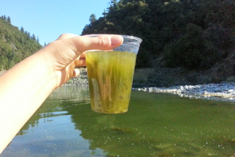 480_toxic-algae-klamath-river.jpg