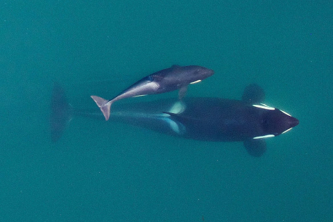 480_orca_rs_southern_resident_killer_whale_noaa_fpwc_1.jpg