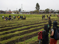 Occupy the Farm Activists Reclaim Prime Urban Agricultural Land in SF Bay Area