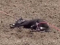 Animal Groups Sue California Rodeo Salinas for Under-Reporting Animal Injuries