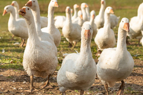 Restaurants and Retailers Warned Against Illegal Sales of Foie Gras