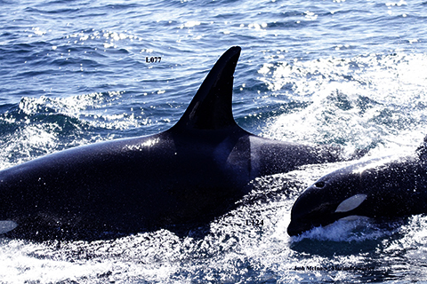 Lawsuit Forces Protection for Endangered Orcas' West Coast Habitat