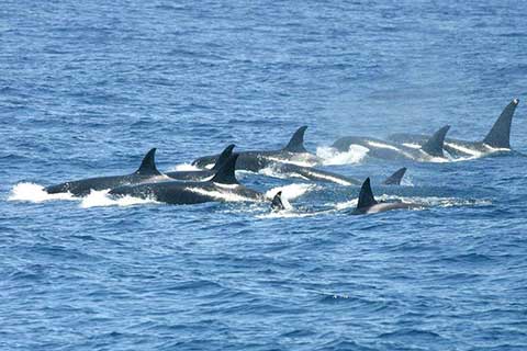 Endangered Orcas’ West Coast Habitat Receives New Federal Protection